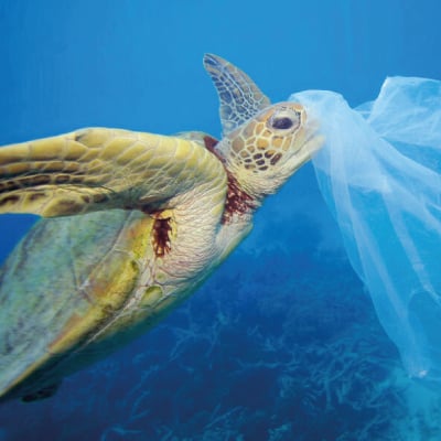 single use plastic affects ocean beings